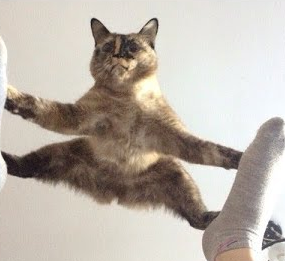 Acrobatic Cat